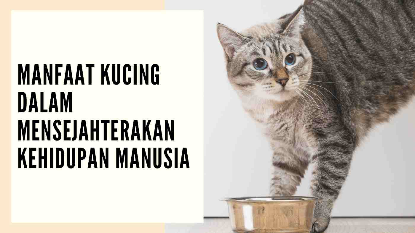 Manfaat Kucing dalam Mensejahterakan Kehidupan Manusia