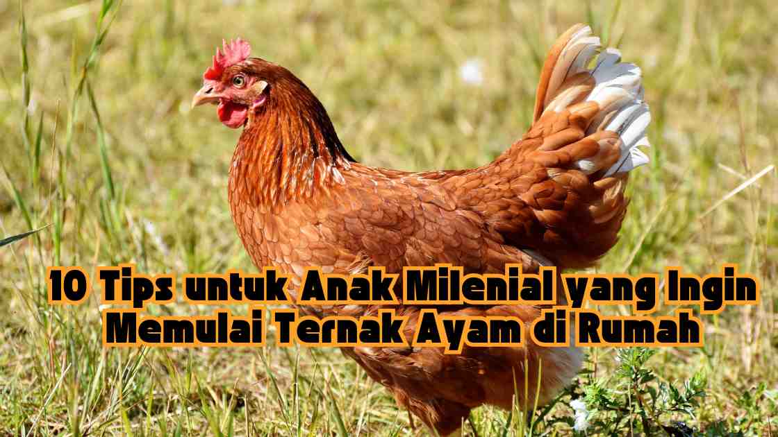 10 Tips untuk Anak Milenial yang Ingin Memulai Ternak Ayam di Rumah